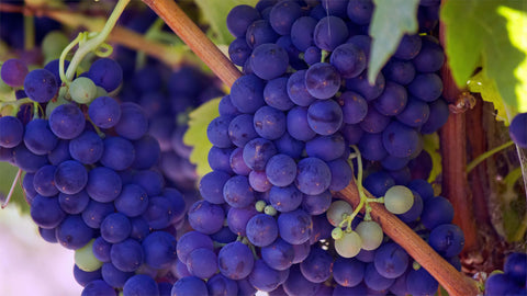 Gamay