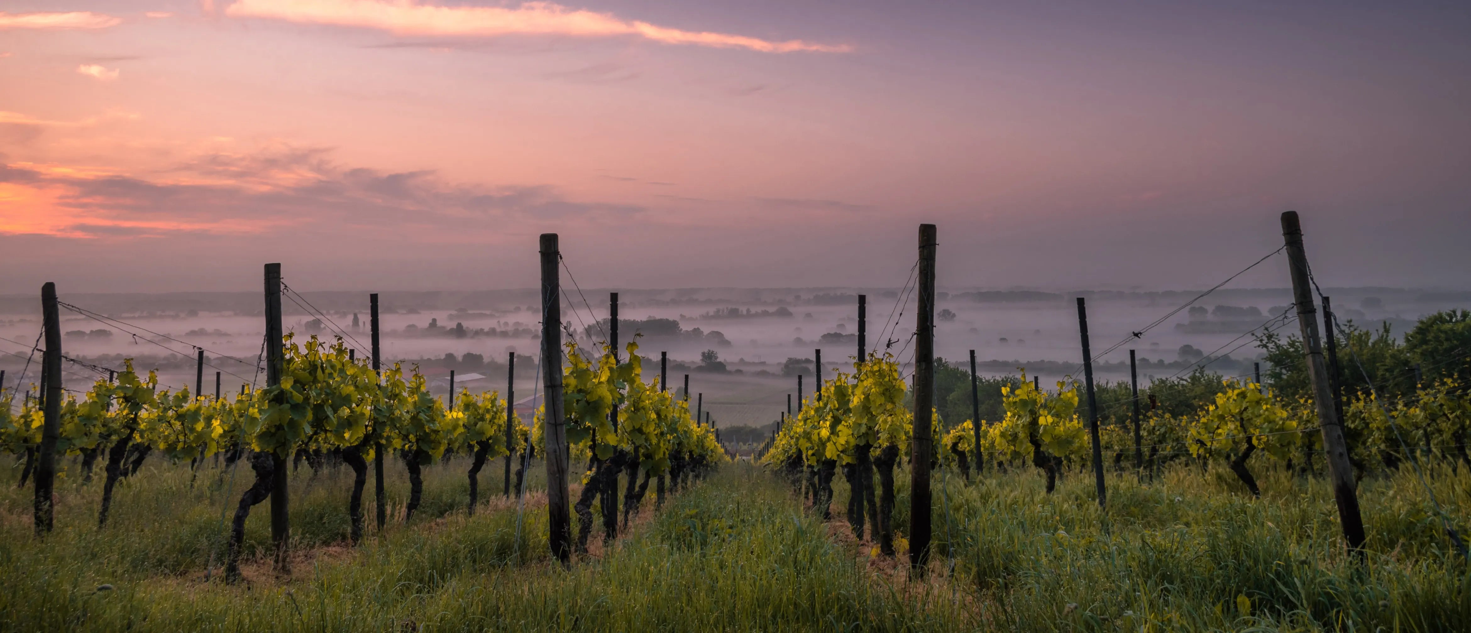 Ontdek de Bourgogne